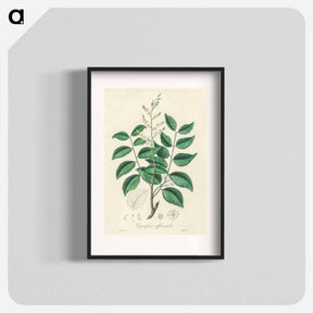 アートポスター-Diesel Tree (Copaifera officinalis)
 - 薬用植物学 Poster.