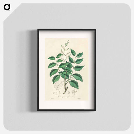 アートポスター-Diesel Tree (Copaifera officinalis)
 - 薬用植物学 Poster.