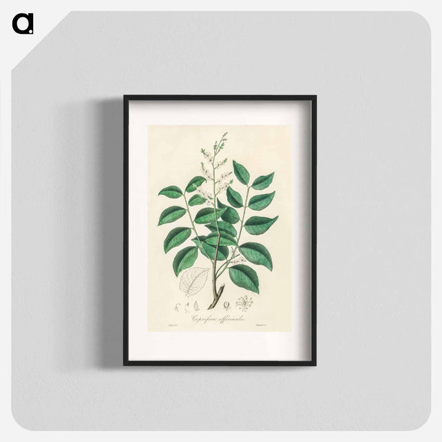 アートポスター-Diesel Tree (Copaifera officinalis)
 - 薬用植物学 Poster.
