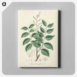 2-36_Medical-Botany_canvas