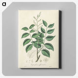 2-36_Medical-Botany_canvas