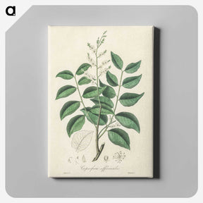 2-36_Medical-Botany_canvas