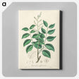アートパネル-Diesel Tree (Copaifera officinalis)
 - 薬用植物学 Canvas.