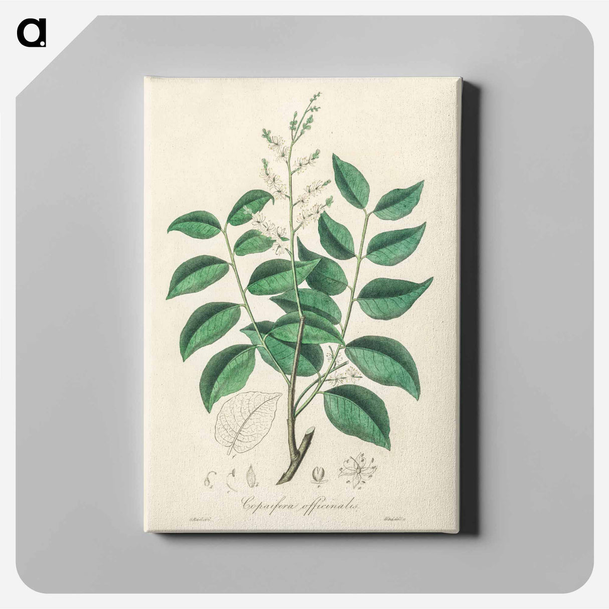 アートパネル-Diesel Tree (Copaifera officinalis)
 - 薬用植物学 Canvas.