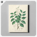 アートパネル-Diesel Tree (Copaifera officinalis)
 - 薬用植物学 Canvas.