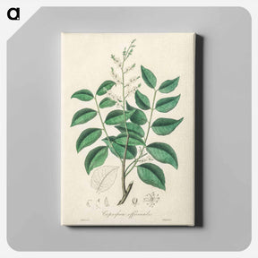 アートパネル-Diesel Tree (Copaifera officinalis)
 - 薬用植物学 Canvas.