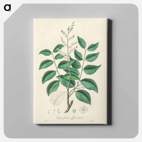 アートパネル-Diesel Tree (Copaifera officinalis)
 - 薬用植物学 Canvas.
