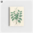 アートメモ帳-Diesel Tree (Copaifera officinalis)
 - 薬用植物学 Memo.