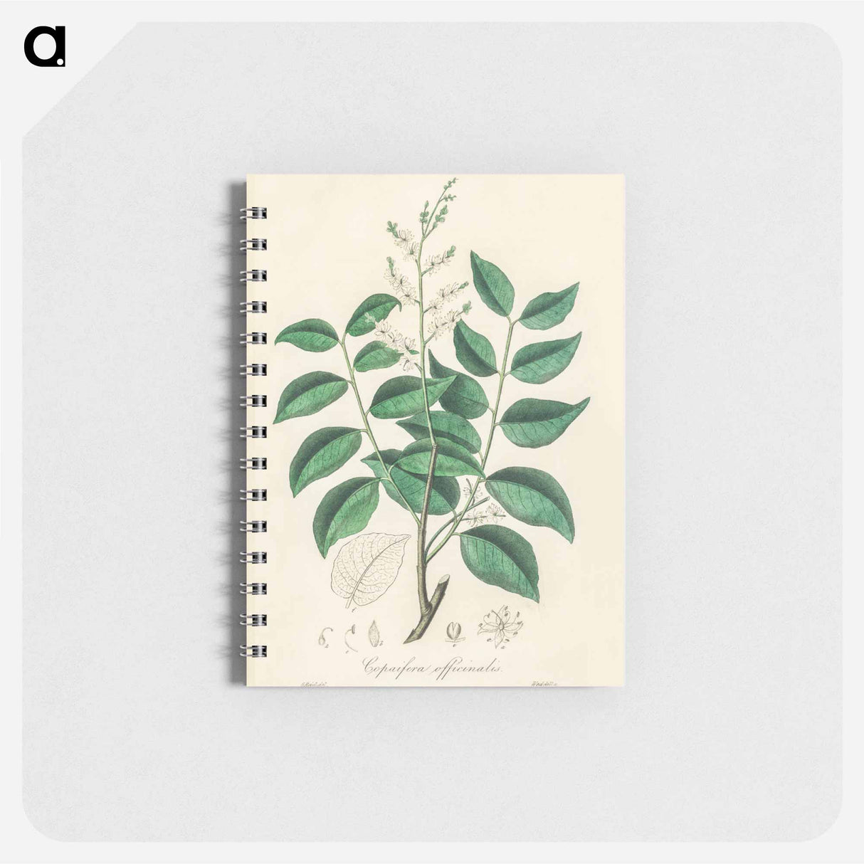 アートメモ帳-Diesel Tree (Copaifera officinalis)
 - 薬用植物学 Memo.