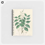 アートメモ帳-Diesel Tree (Copaifera officinalis)
 - 薬用植物学 Memo.