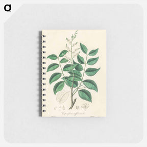 アートメモ帳-Diesel Tree (Copaifera officinalis)
 - 薬用植物学 Memo.