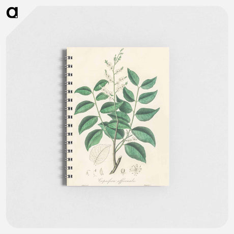 アートメモ帳-Diesel Tree (Copaifera officinalis)
 - 薬用植物学 Memo.