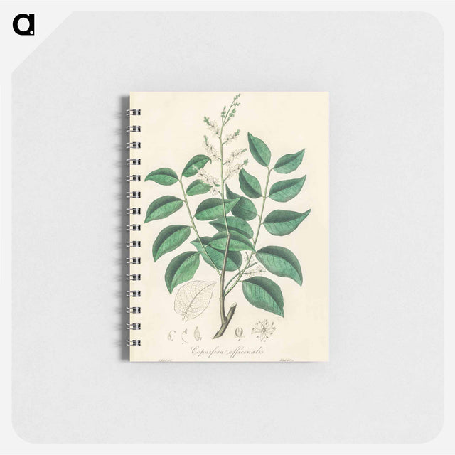アートメモ帳-Diesel Tree (Copaifera officinalis)
 - 薬用植物学 Memo.
