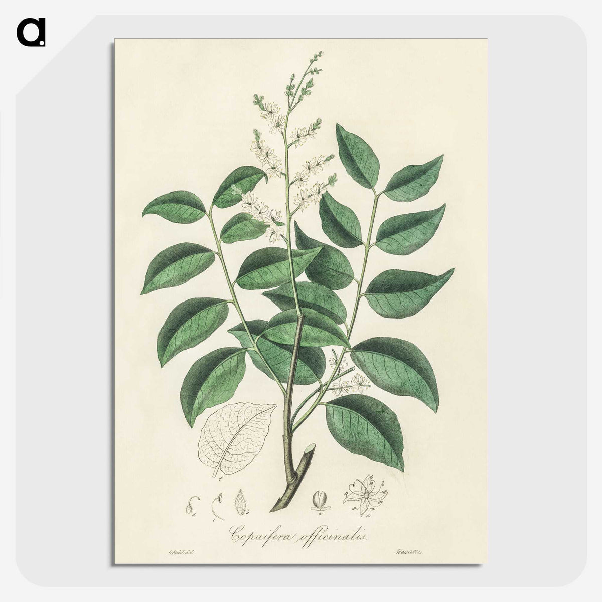 2-36_Medical-Botany_picture-crop