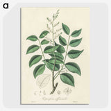 2-36_Medical-Botany_picture-crop