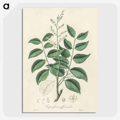 2-36_Medical-Botany_picture-crop
