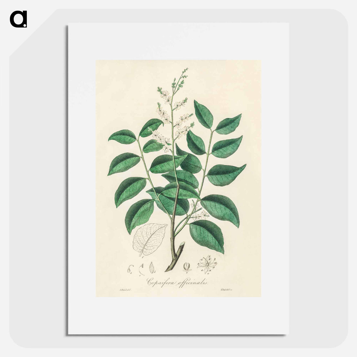 アートポスター-Diesel Tree (Copaifera officinalis)
 - 薬用植物学 Poster.
