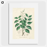 アートポスター-Diesel Tree (Copaifera officinalis)
 - 薬用植物学 Poster.