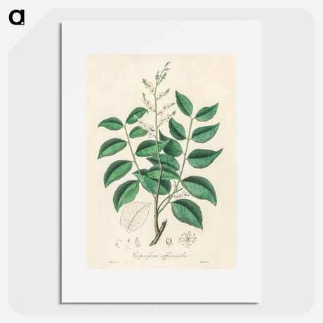 アートポスター-Diesel Tree (Copaifera officinalis)
 - 薬用植物学 Poster.