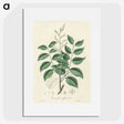2-36_Medical-Botany_picture