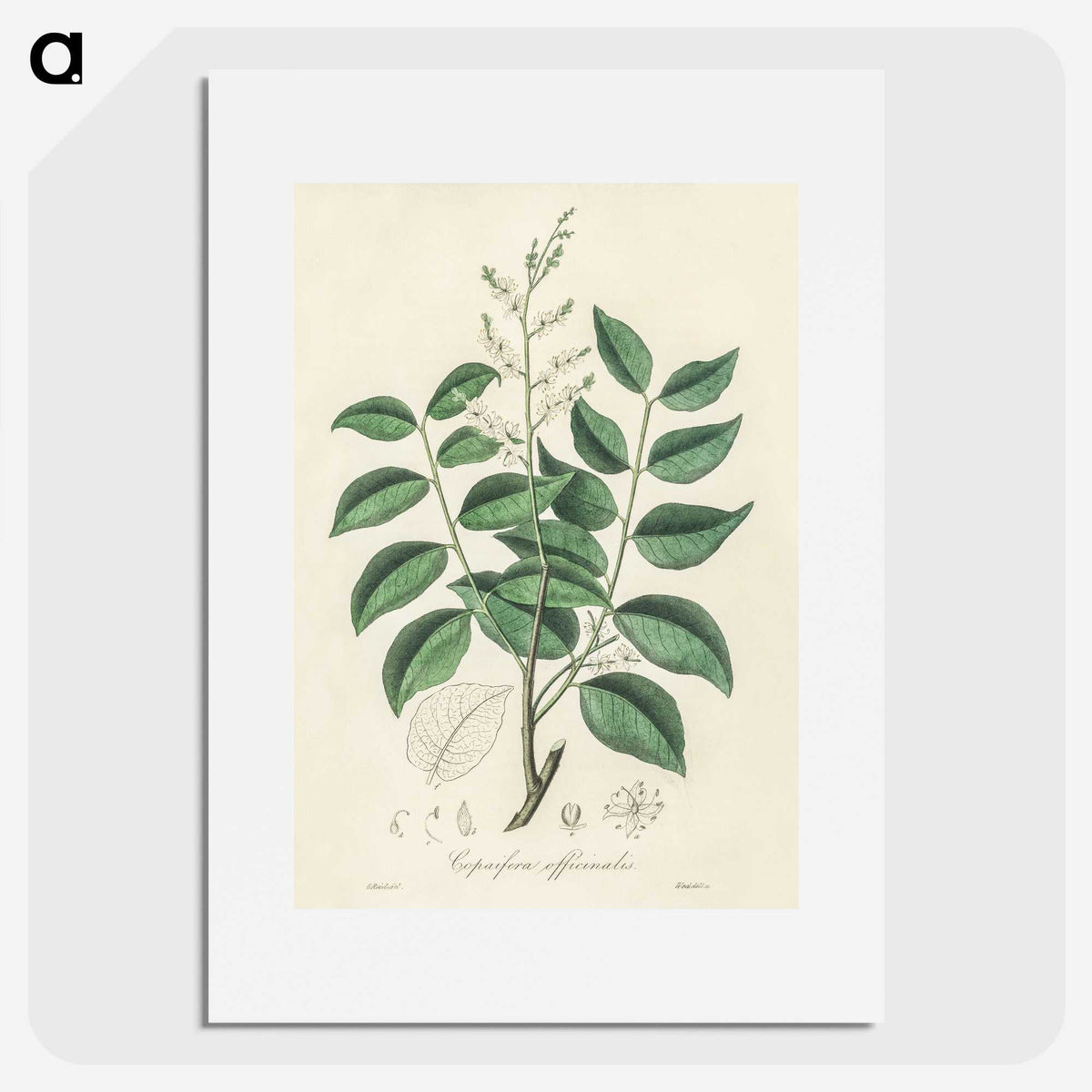 2-36_Medical-Botany_picture