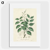 2-36_Medical-Botany_picture
