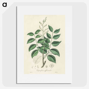 2-36_Medical-Botany_picture