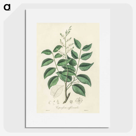 2-36_Medical-Botany_picture