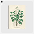 アートポストカード-Diesel Tree (Copaifera officinalis)
 - 薬用植物学 Postcard.