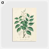 アートポストカード-Diesel Tree (Copaifera officinalis)
 - 薬用植物学 Postcard.
