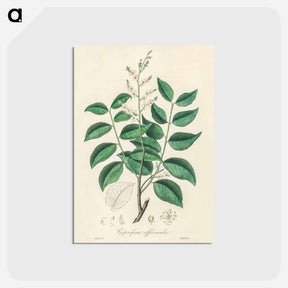 アートポストカード-Diesel Tree (Copaifera officinalis)
 - 薬用植物学 Postcard.
