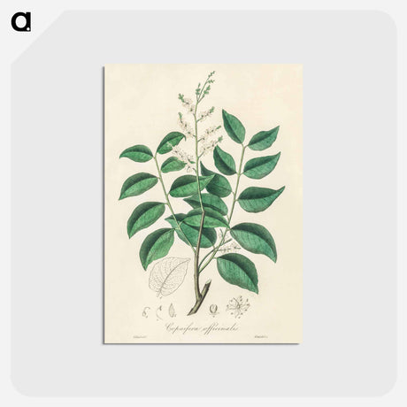 アートポストカード-Diesel Tree (Copaifera officinalis)
 - 薬用植物学 Postcard.