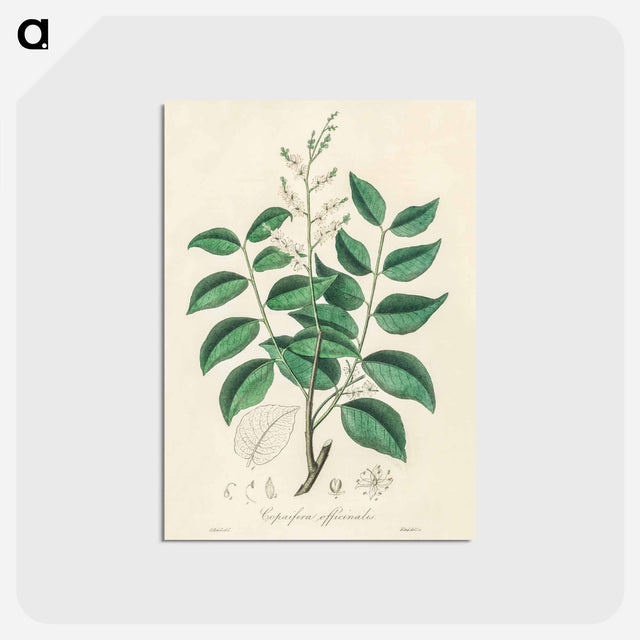 アートポストカード-Diesel Tree (Copaifera officinalis)
 - 薬用植物学 Postcard.