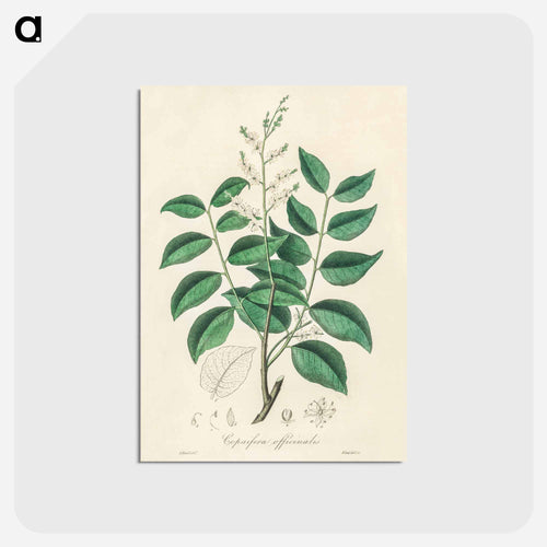 Diesel Tree (Copaifera officinalis)
 - Medicinal Botany Postcard.