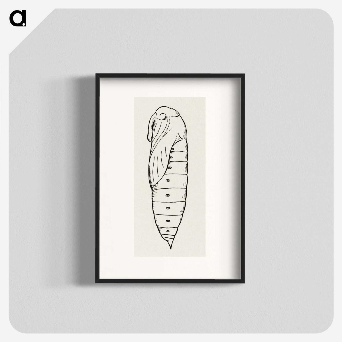 2-36_Moths-and-Butterflies-of-the-United-States_blk