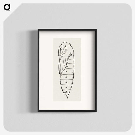 2-36_Moths-and-Butterflies-of-the-United-States_blk