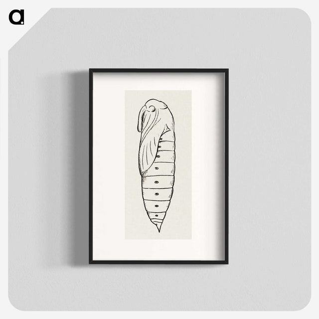 2-36_Moths-and-Butterflies-of-the-United-States_blk