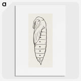 2-36_Moths-and-Butterflies-of-the-United-States_picture