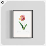 Tulip - Pierre Joseph Redouté Poster.