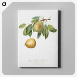 2-36_Pomona-Italiana_canvas