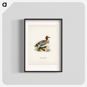 アートポスター-Eurasian Wigeon
 - スヴェンスカ フォグラル Poster.
