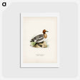 アートポストカード-Eurasian Wigeon
 - スヴェンスカ フォグラル Postcard.