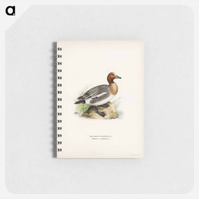 アートメモ帳-Eurasian Wigeon
 - スヴェンスカ フォグラル Memo.