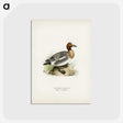 2-36_Svenska-Faglar_postcard