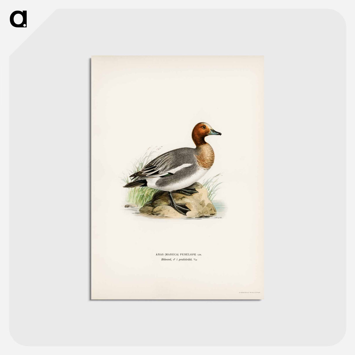 アートポストカード-Eurasian Wigeon
 - スヴェンスカ フォグラル Postcard.