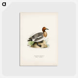 アートポストカード-Eurasian Wigeon
 - スヴェンスカ フォグラル Postcard.