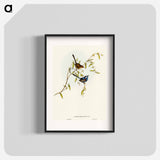 Black-backed Wren
 - オーストラリアの鳥 Poster.