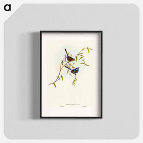 アートポスター-Black-backed Wren
 - オーストラリアの鳥 Poster.