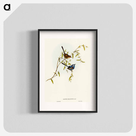 アートポスター-Black-backed Wren
 - オーストラリアの鳥 Poster.