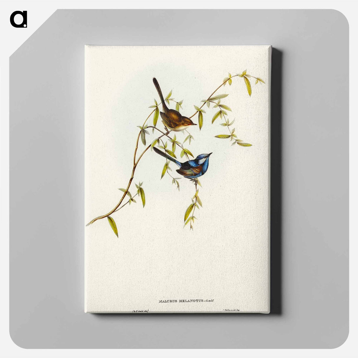 Black-backed Wren
 - オーストラリアの鳥 Canvas.